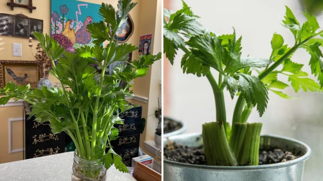 How to Grow Celeriac from Seed to Harvest: A Complete Step-by-Step Guide for Containers and Grow Bags