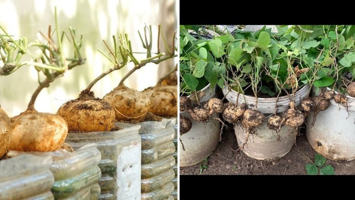 How to Start Jicama Seeds Successfully: A Complete Beginner’s Guide to Growing This Sweet, Crunchy Root