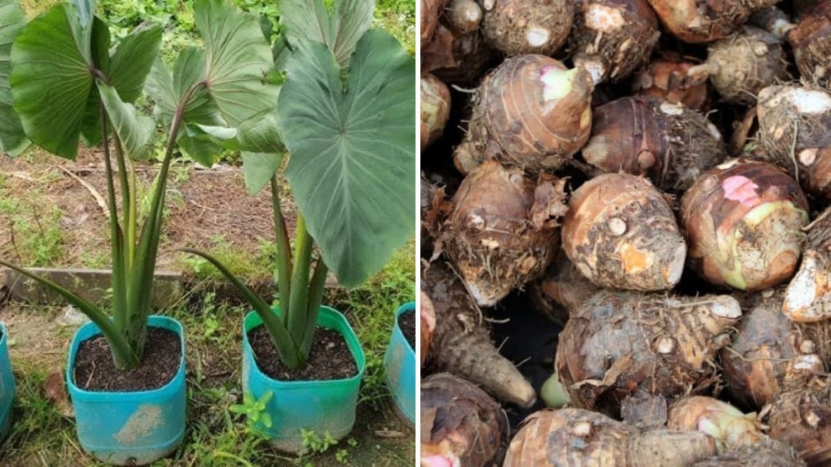 How to Grow Taro at Home: A Complete Guide to Growing Taro Root and Leaves in Pots