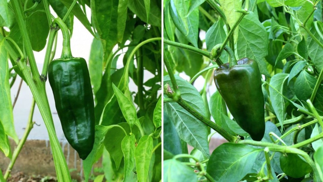 How to Grow Poblano Peppers: A Complete Step-by-Step Guide from Seed to Harvest