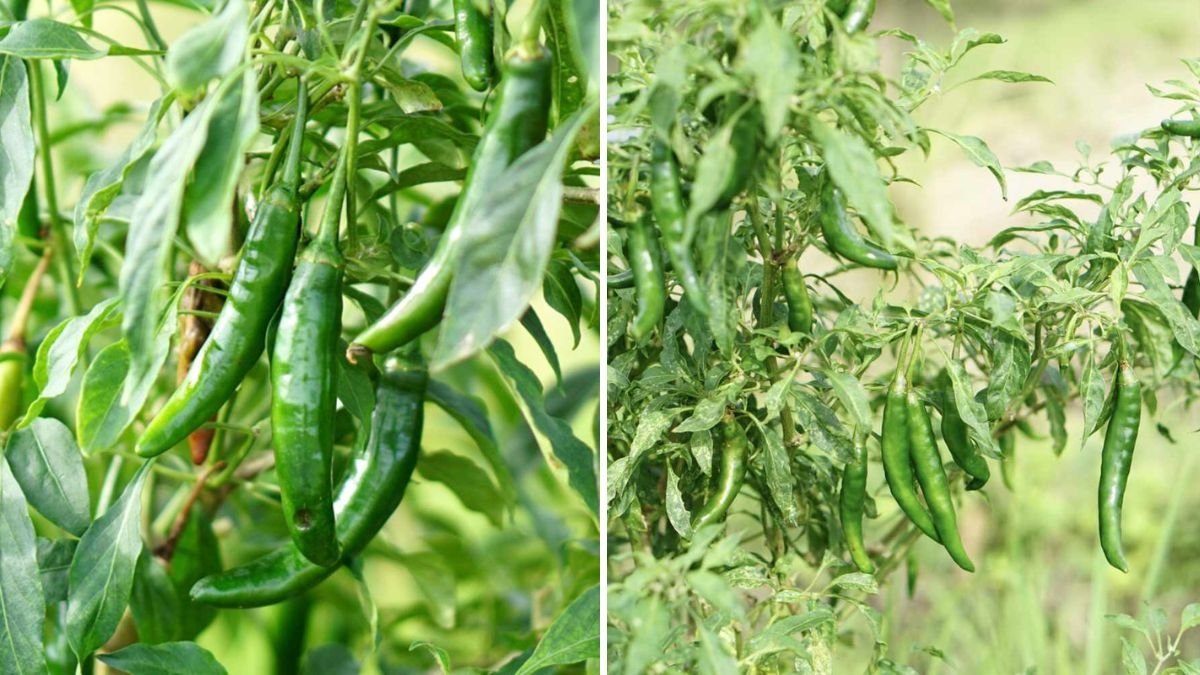 How to Grow Serrano Peppers in Containers: A Complete Step-by-Step Guide for Home Gardeners