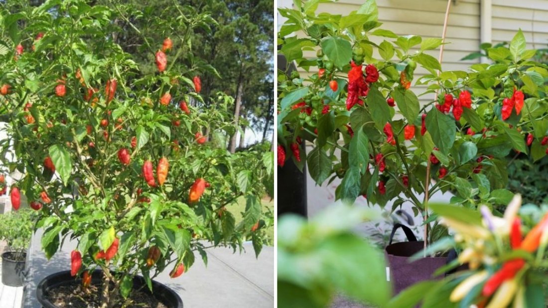 Growing Ghost Peppers: A Complete Guide to Help Your Plant Form Healthy Peppers