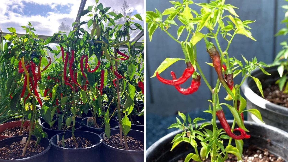 How to Grow Cayenne Peppers in Containers: A Complete Step-by-Step Guide for Spicy Success