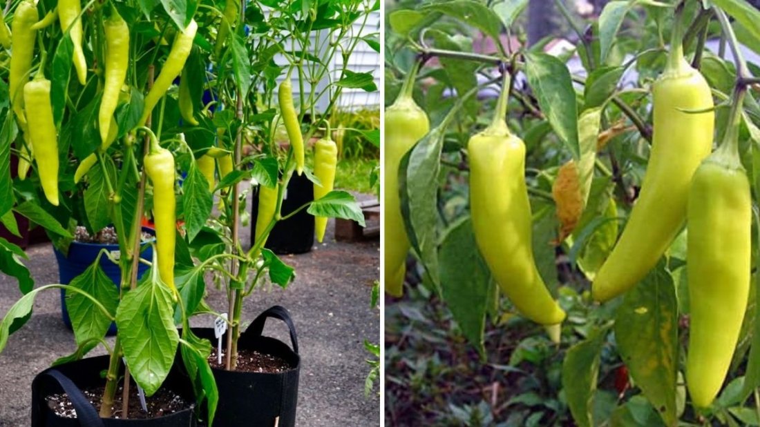 How to Grow Banana Peppers Easily: A Complete Guide to Growing Mild and Flavorful Peppers at Home