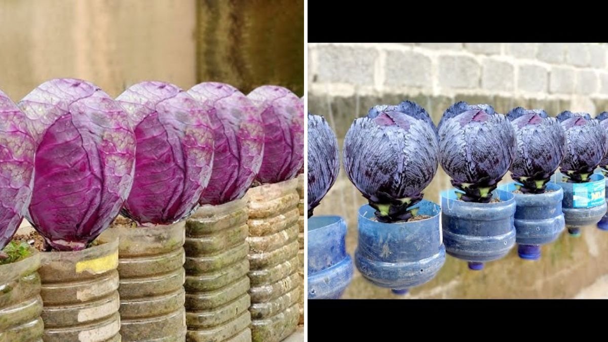 How to Grow Super Delicious Specialty Purple Cabbage at Home: A Complete Step-by-Step Gardening Guide