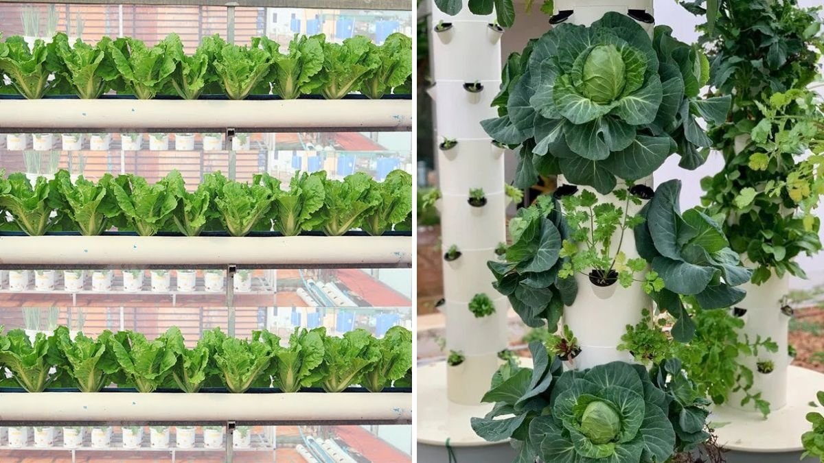 Space-Saving Gardening: How to Grow Curly Cabbage in PVC Pipes at Home Easily
