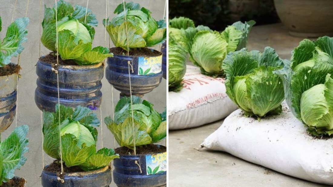How to Grow Red and Green Cabbage from Seed in Plastic Containers: Step-by-Step Guide from Seed to Harvest