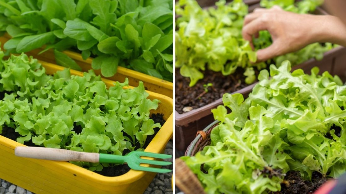 How to Grow Baby Butterhead Lettuce from Seed: An Easy Step-by-Step Planting Guide