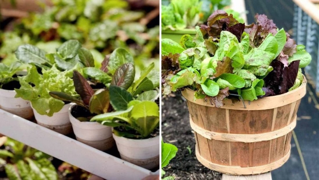 How to Grow Romaine Lettuce in Containers: Harvest Again and Again for Endless Fresh Greens