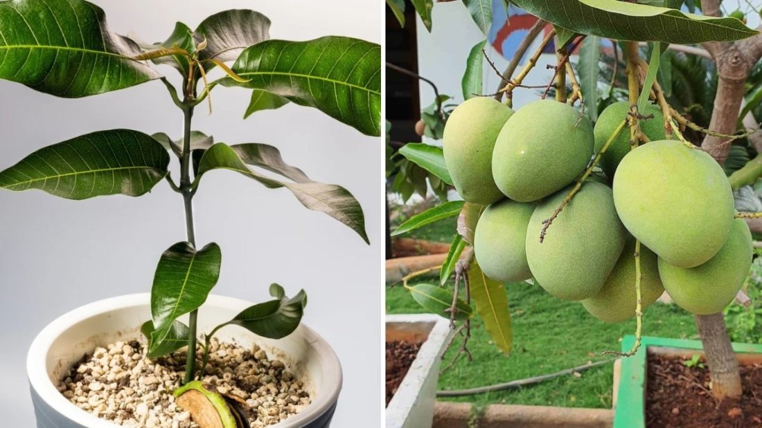 How to Grow a Mango Tree from Seed: A Complete Step-by-Step Guide for Beginners