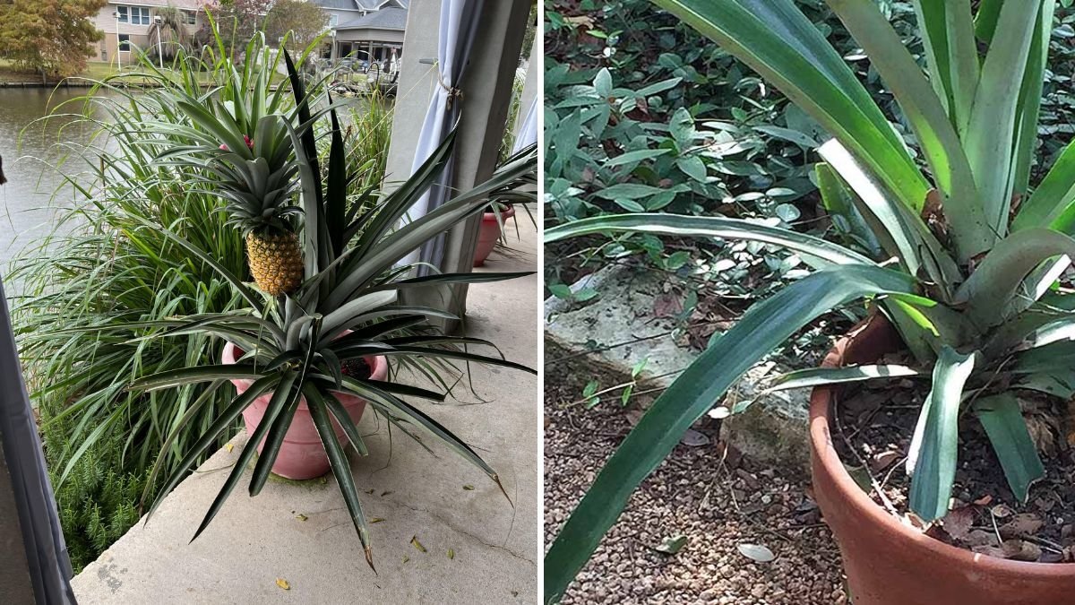 How to Grow Pineapples in Waste Containers: A Simple and Sustainable Gardening Guide