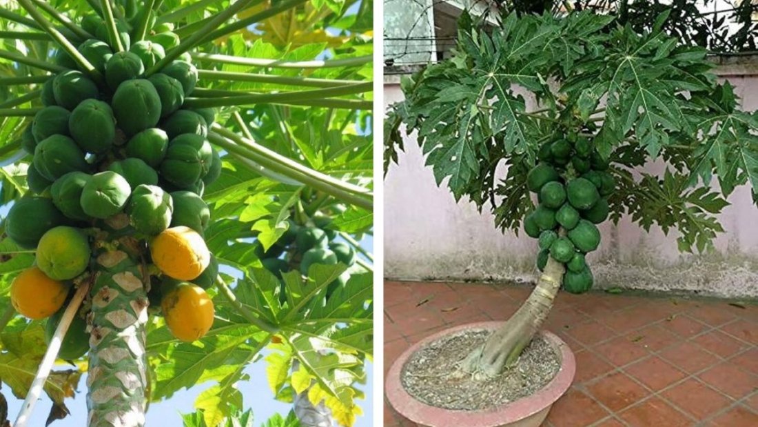 How to Easily Grow Papaya in Containers from Seeds to Harvest — A Complete Guide for Home Gardeners