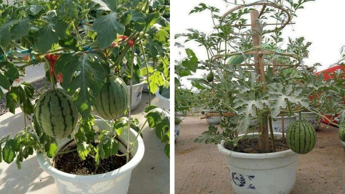 How to Grow Watermelons in Containers: A Cheap and Easy Patio Gardening Guide