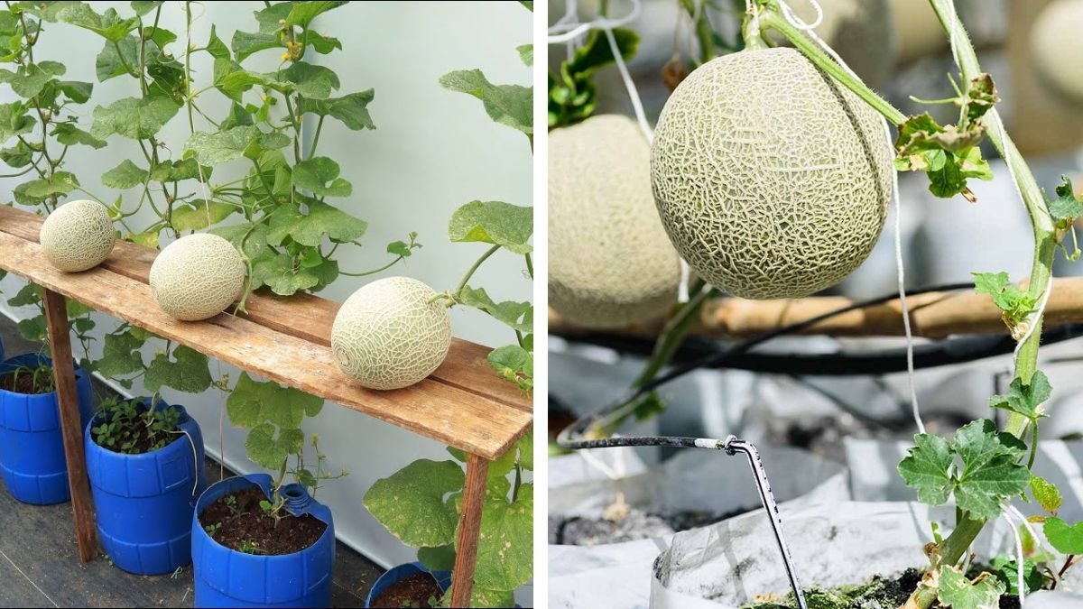 Best Tips for Growing Cantaloupe: How to Grow Sweet, Flavorful Melons in Your Garden
