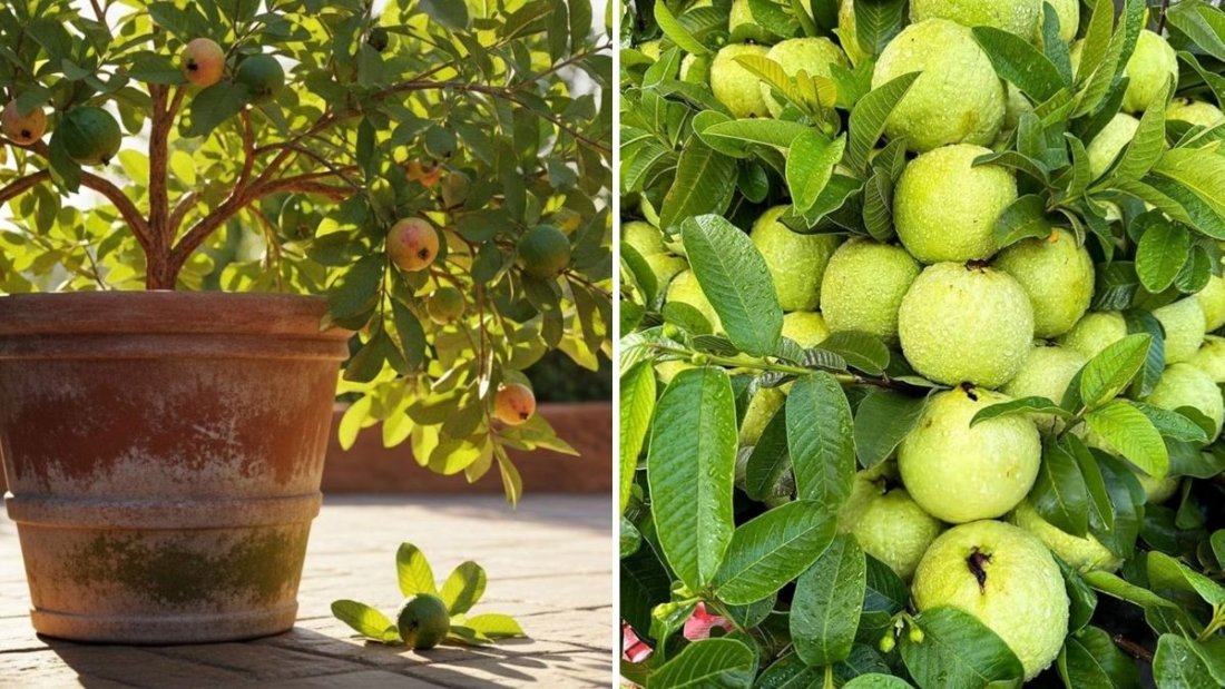 How to Grow Guava Fruit in Pots: Get 15–18 KG of Juicy Fruits with This Simple Home Gardening Method