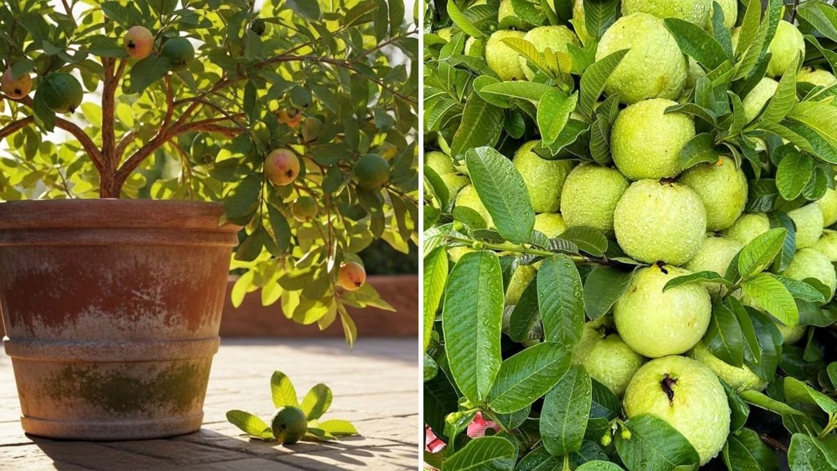 How to Grow Guava Fruit in Pots: Get 15–18 KG of Juicy Fruits with This Simple Home Gardening Method