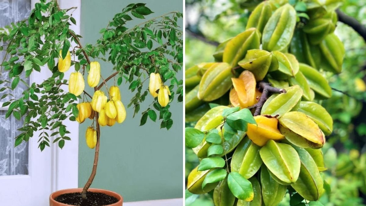 How to Easily Grow Starfruit at Home: A Complete Guide from Planting to Harvest