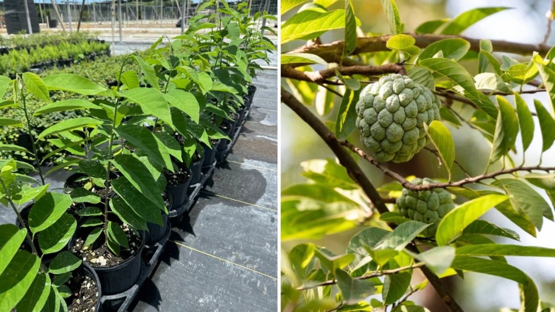 How to Grow Sugar Apples! The Complete Guide to Growing Sweet Tropical Custard Fruits at Home