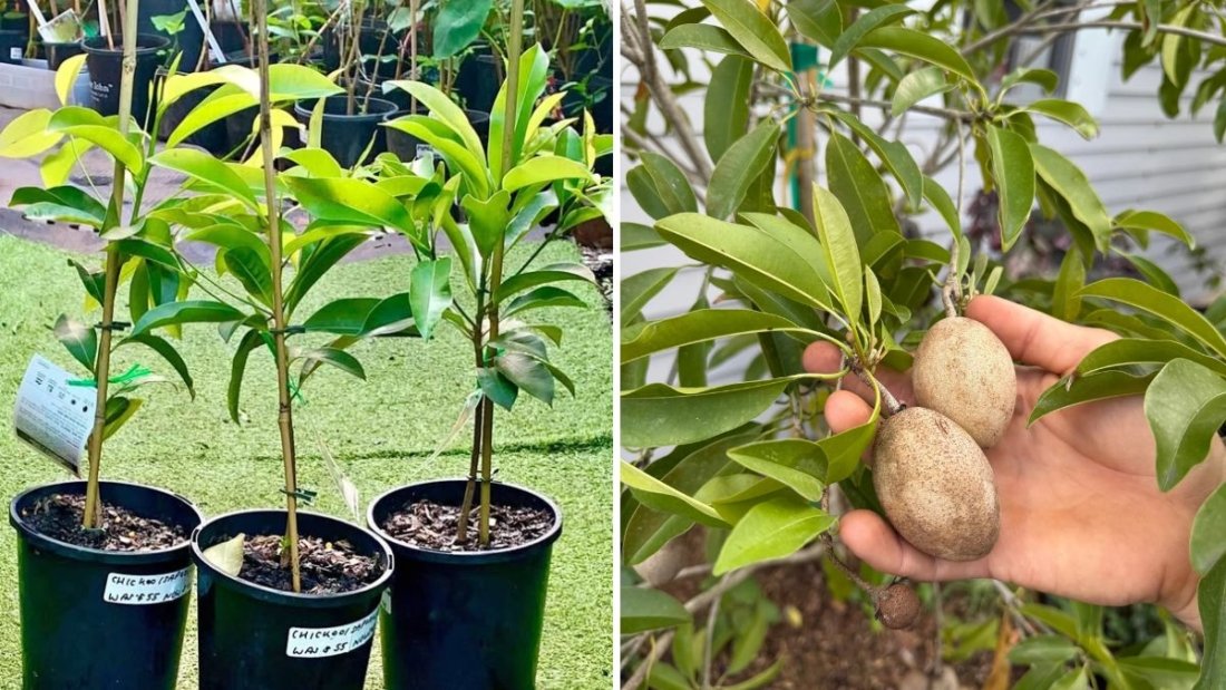 How to Grow and Fruit Sapodilla (Chikoo) in Pots: A Complete Guide for Home Gardeners