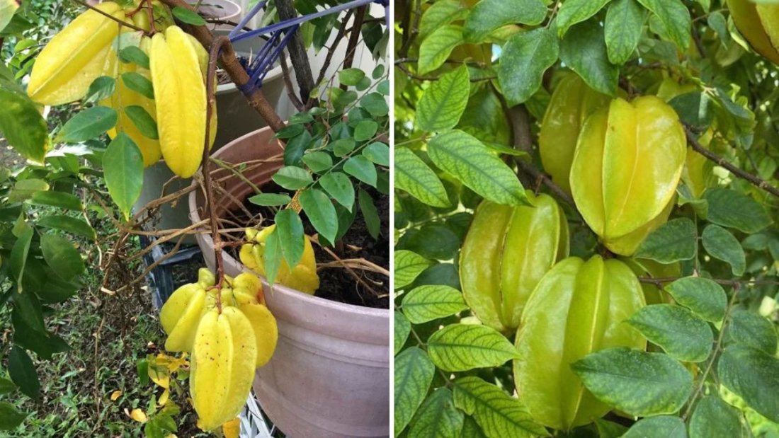 Growing Carambola (Star Fruit) – A Complete Time-Lapse Journey from Seed to Fruit