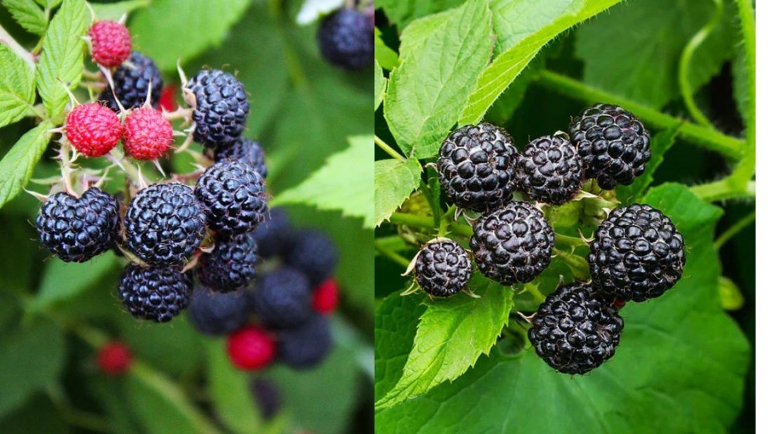 Black Raspberry Bonanza!