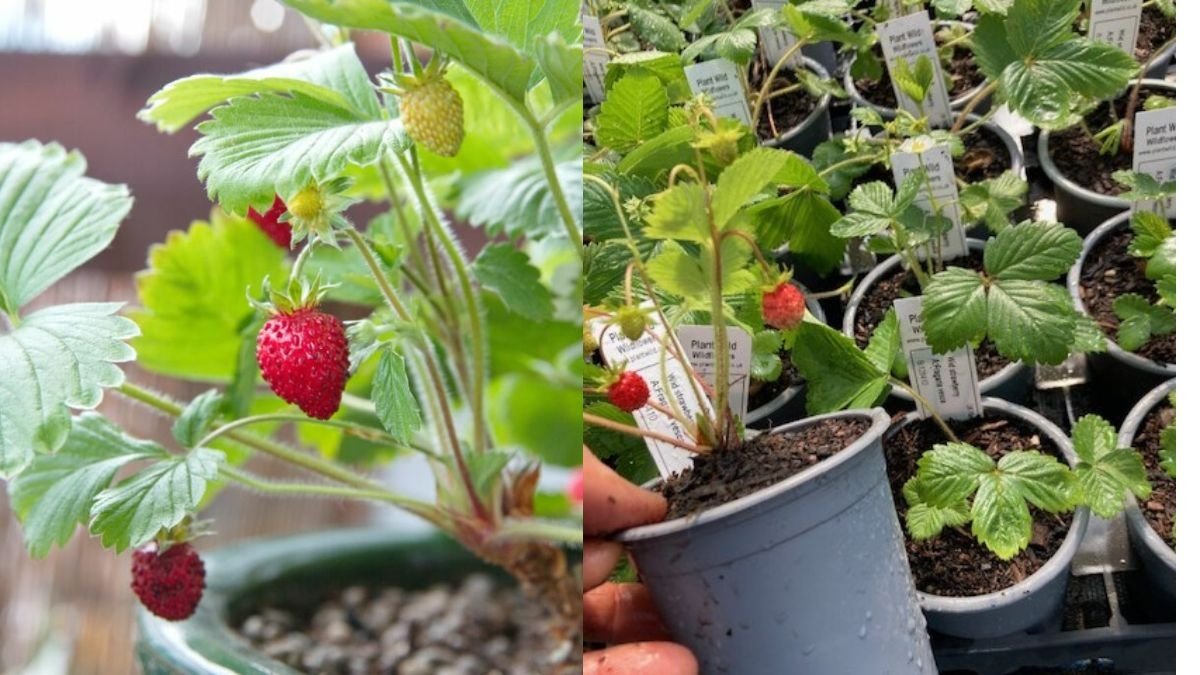 How to Divide Alpine Strawberries | Dividing Wild Strawberry Plants | Growing Strawberries in Pots