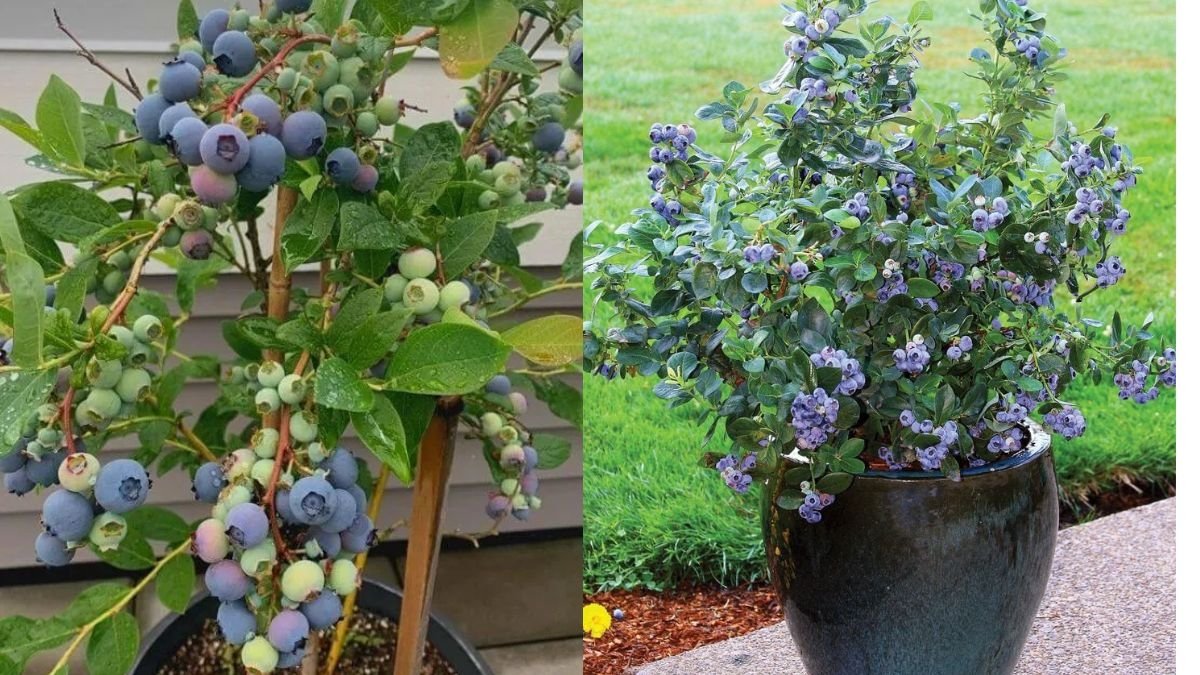 Wild Blueberries Grown from Seed: A Complete Guide to Cultivating Nature’s Tiny Superfruit