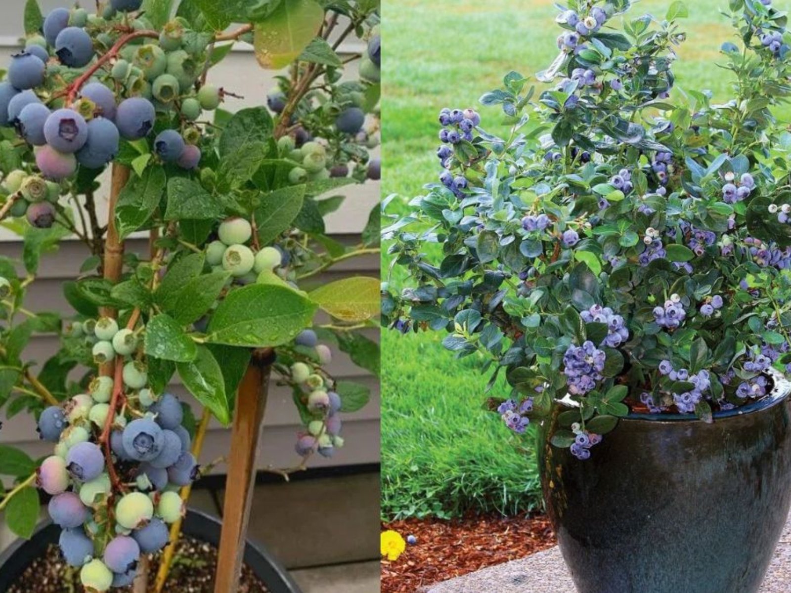 Wild Blueberries Grown from Seed: A Complete Guide to Cultivating Nature’s Tiny Superfruit