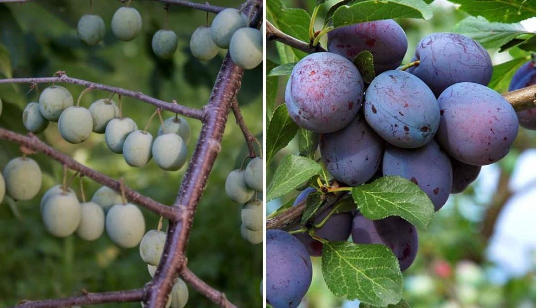 Wild Plum - Identifying & Foraging American Plum (Prunus americana)
