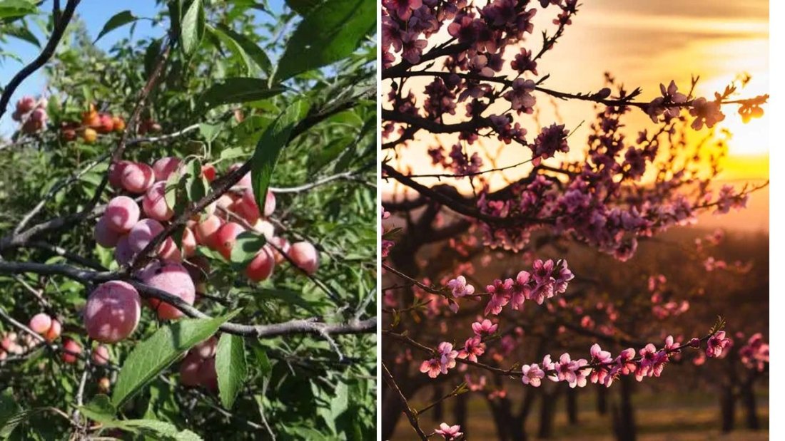 Permaculture Fruit Tree Guild with Asian Pears, Beach Plums & Peaches