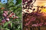 Permaculture Fruit Tree Guild with Asian Pears, Beach Plums & Peaches