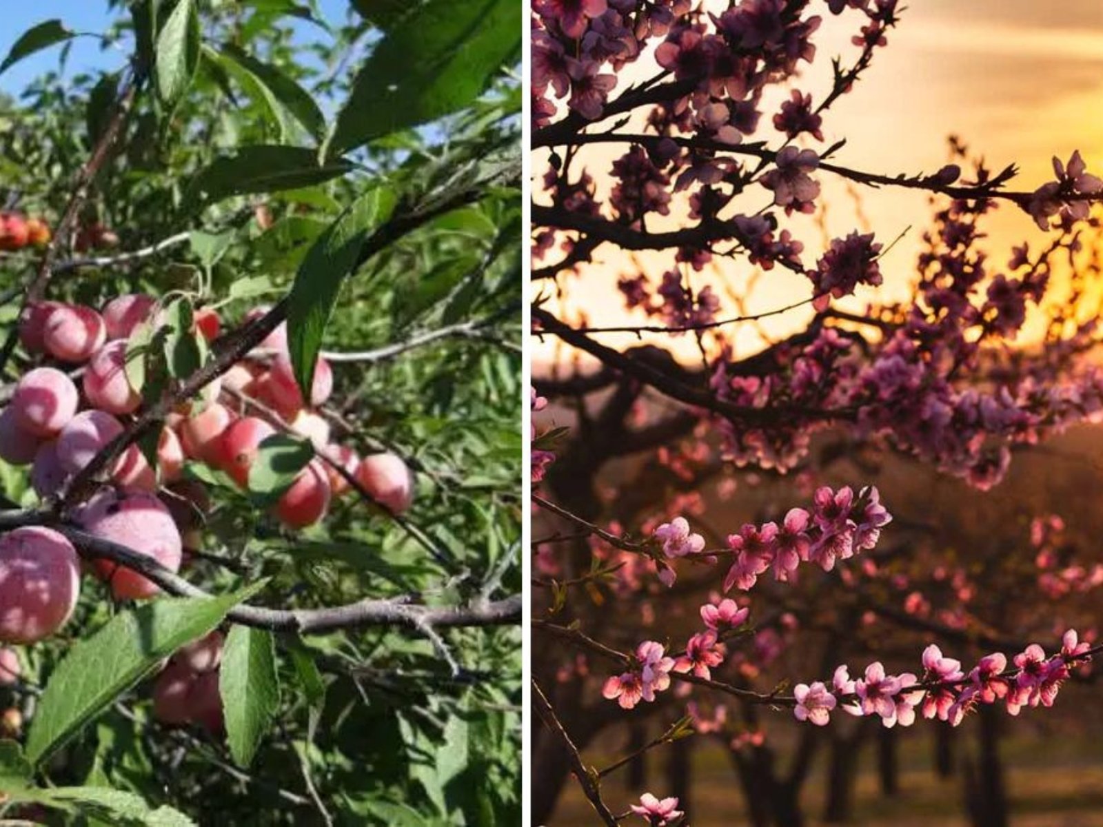 Permaculture Fruit Tree Guild with Asian Pears, Beach Plums & Peaches