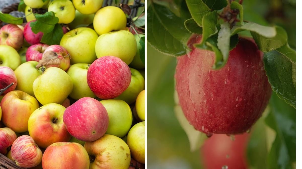Tip of the Day: Envy Apples — The Irresistible Sweet Crunch You’ll Fall in Love With