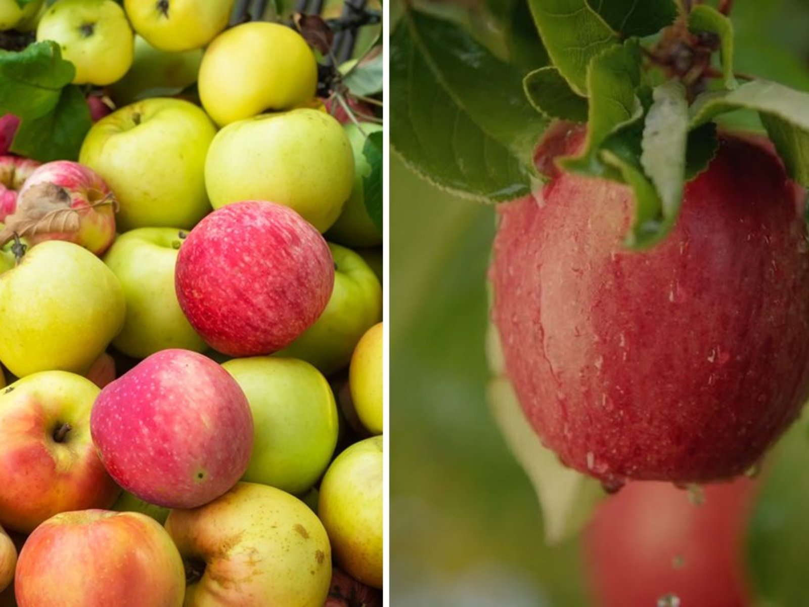 Tip of the Day: Envy Apples — The Irresistible Sweet Crunch You’ll Fall in Love With