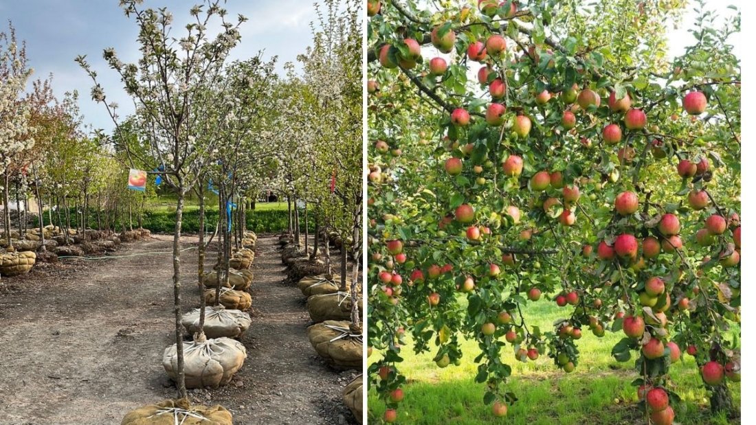 Young Cortland Apple Tree in Bloom: A Beautiful Start to a Delicious Harvest
