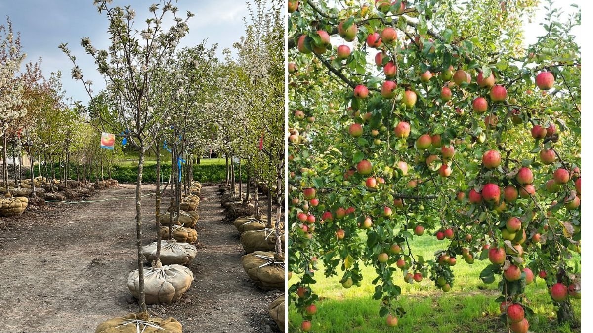 Young Cortland Apple Tree in Bloom: A Beautiful Start to a Delicious Harvest