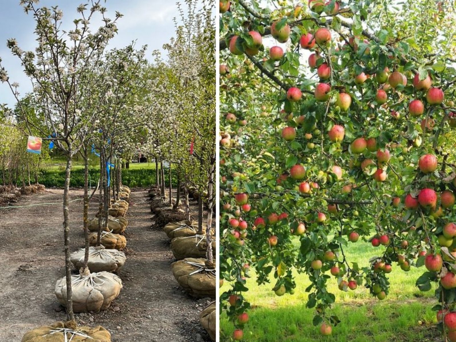 Young Cortland Apple Tree in Bloom: A Beautiful Start to a Delicious Harvest