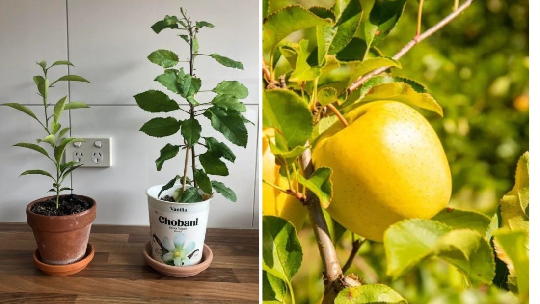 Growing Opal Apples from Seed: A Complete Guide to Cultivating This Golden Delight at Home