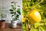 Growing Opal Apples from Seed: A Complete Guide to Cultivating This Golden Delight at Home