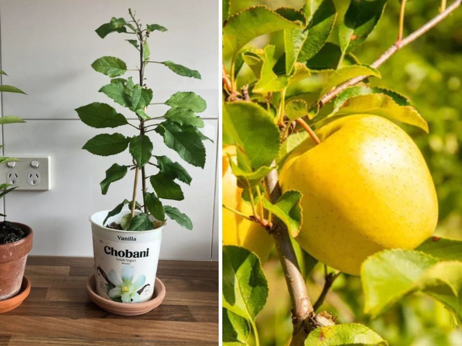 Growing Opal Apples from Seed: A Complete Guide to Cultivating This Golden Delight at Home