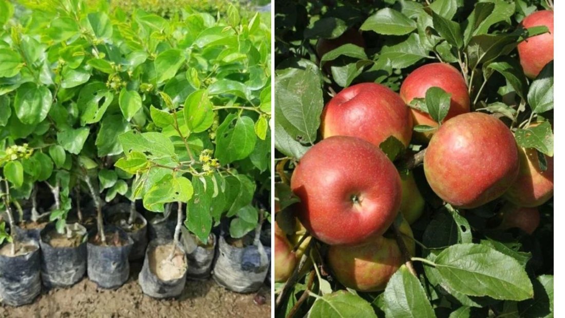 Zestar Apple: A Crisp and Refreshing Early-Season Delight – Complete Growing Guide Inspired by Raintree Nursery