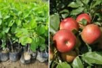 Zestar Apple: A Crisp and Refreshing Early-Season Delight – Complete Growing Guide Inspired by Raintree Nursery