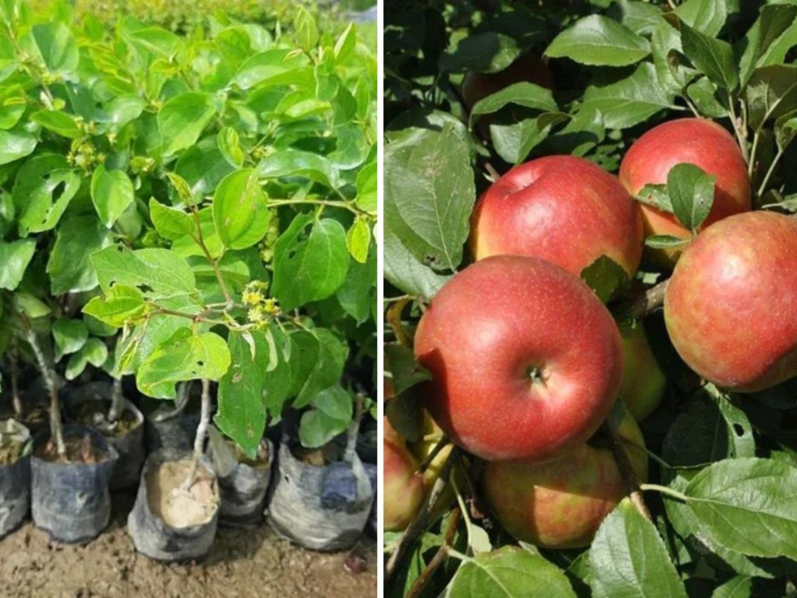 Zestar Apple: A Crisp and Refreshing Early-Season Delight – Complete Growing Guide Inspired by Raintree Nursery