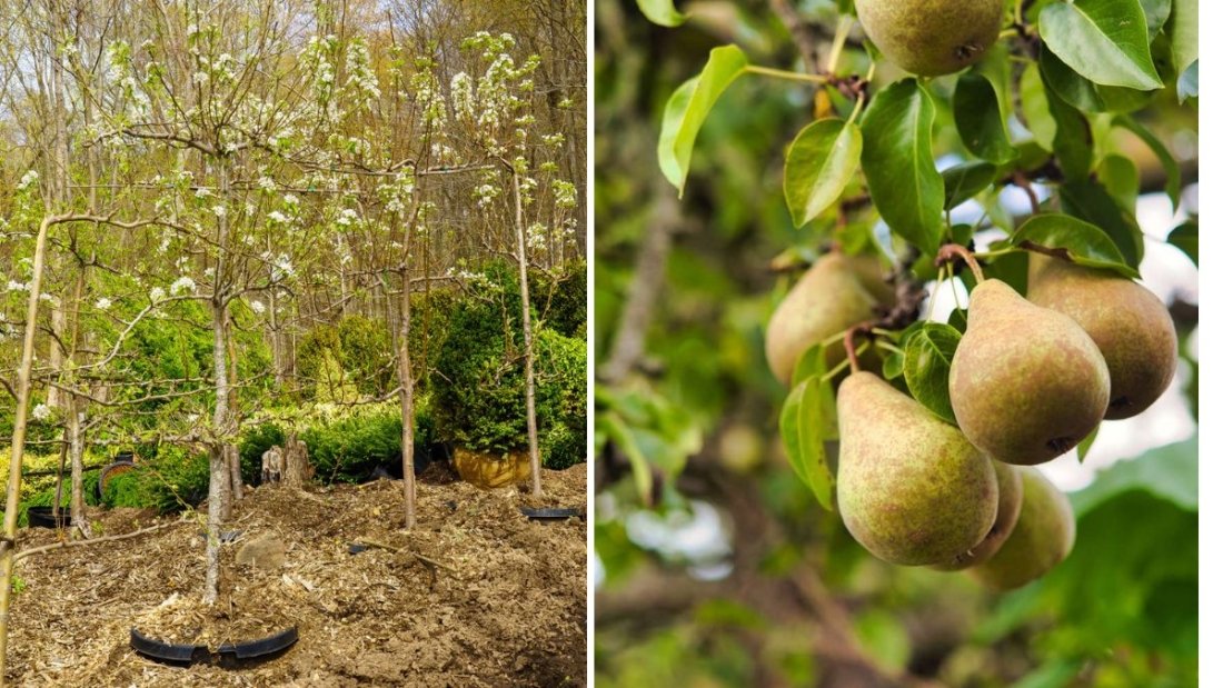 Let’s Plant a Bartlett Pear Tree: A Complete Guide to Growing the World’s Favorite Pear at Home
