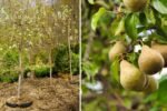 Let’s Plant a Bartlett Pear Tree: A Complete Guide to Growing the World’s Favorite Pear at Home
