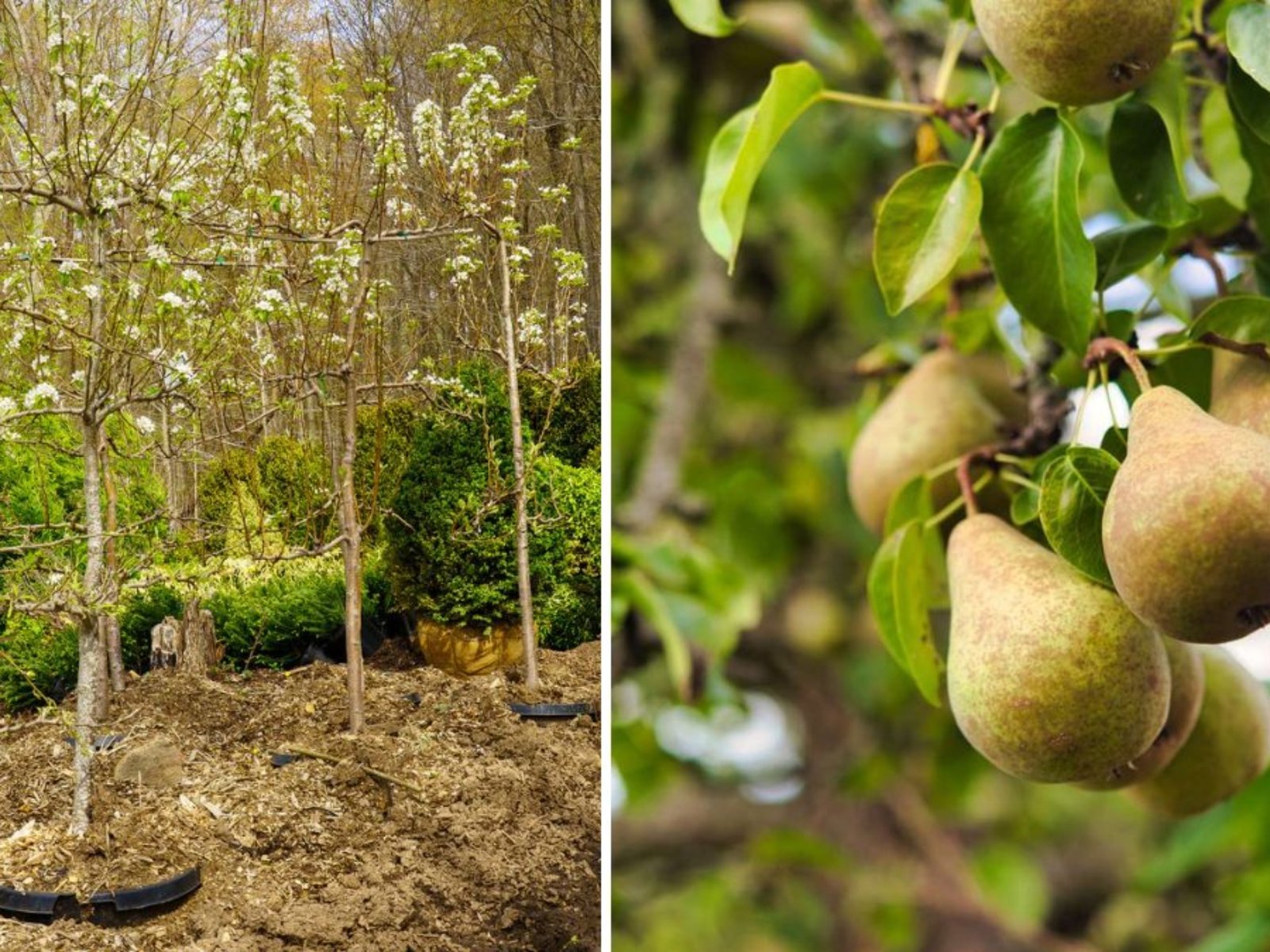Let’s Plant a Bartlett Pear Tree: A Complete Guide to Growing the World’s Favorite Pear at Home